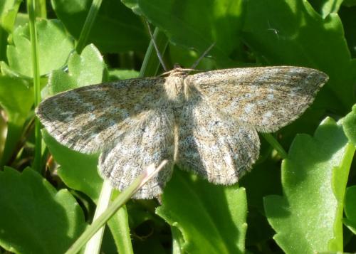 Réf. 190 121 : Scopula immorata